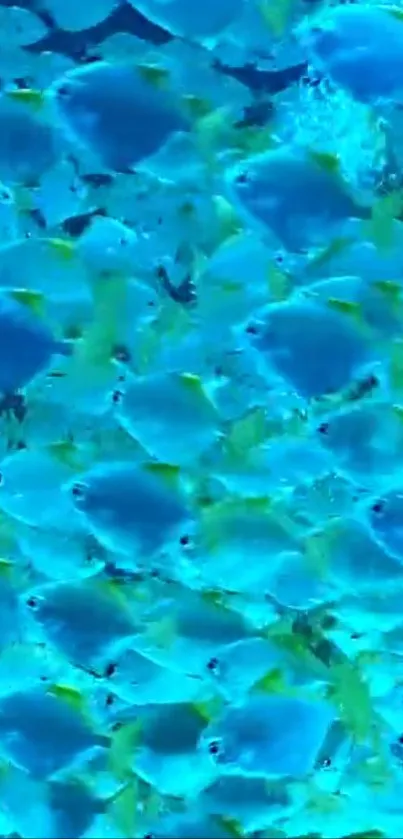 Vibrant swarm of blue fish underwater, creating a lively and soothing wallpaper.