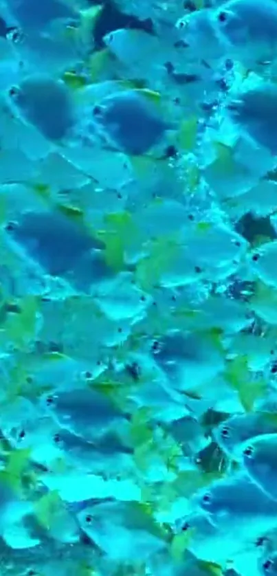 Vibrant blue fish swarm in the ocean, creating a stunning underwater scene.