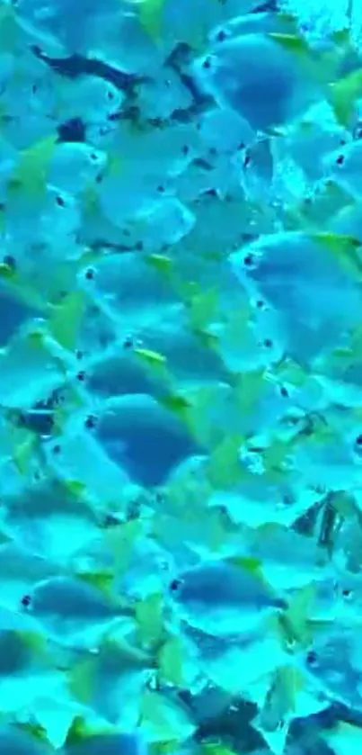 Vibrant school of blue fish swimming underwater.