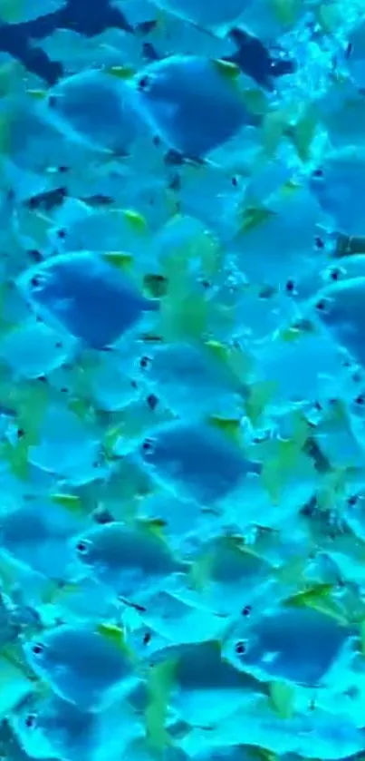 Vibrant blue fish swimming in the ocean.