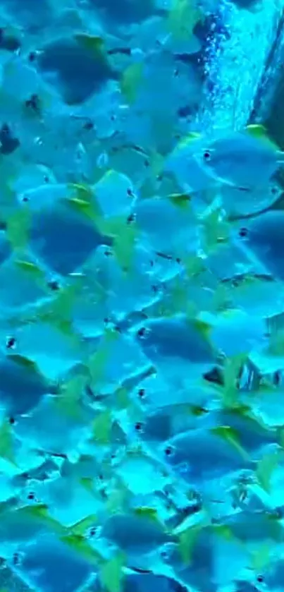 Vibrant school of blue fish swimming in harmony.