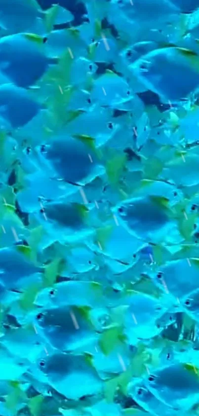 A vibrant blue fish wallpaper featuring a school of fish.