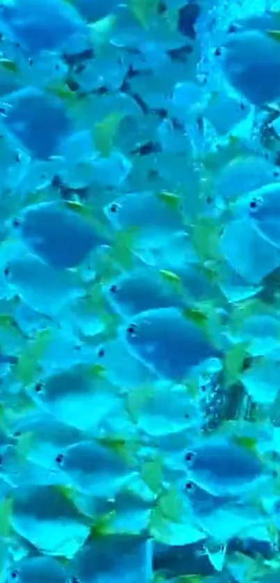 School of fish in vibrant blue hues swimming underwater.