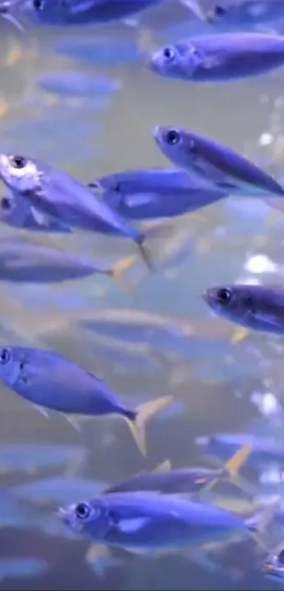 Vibrant school of blue fish swimming in serene water.