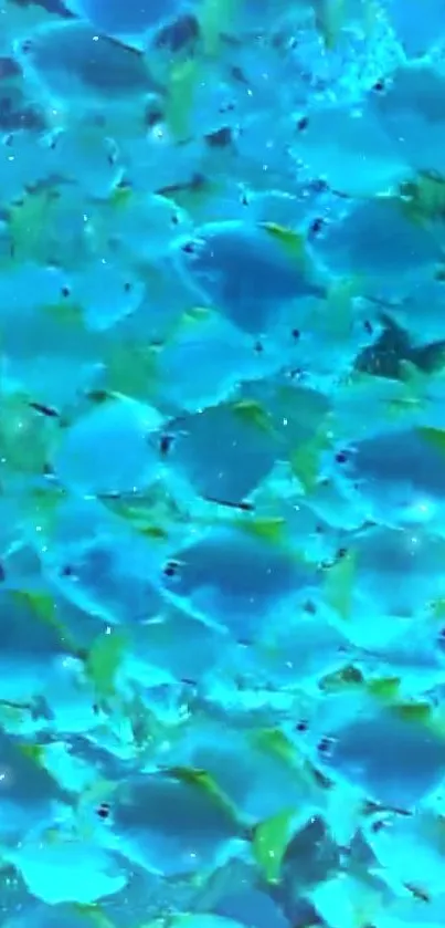 Vibrant shoal of blue fish swimming in a serene underwater setting.