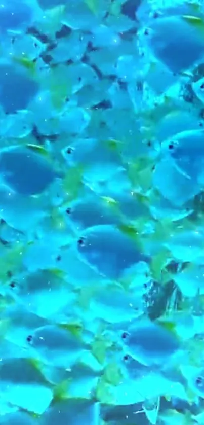 Vibrant blue fish swim in a mesmerizing underwater scene.