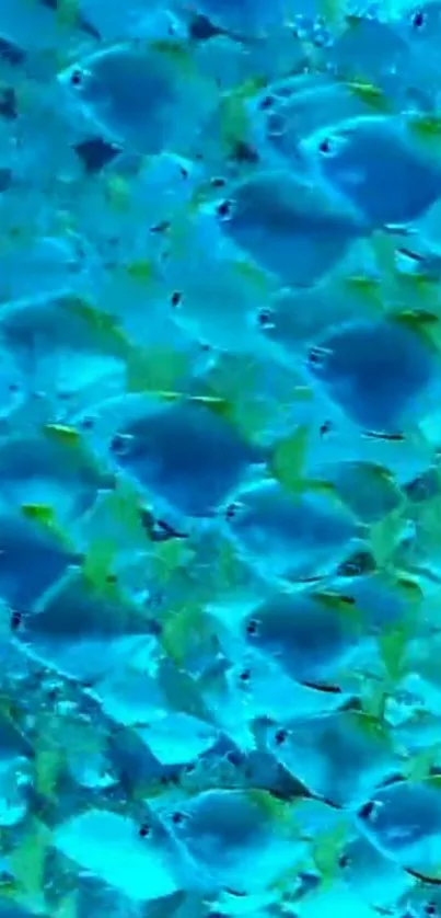 A vibrant blue fish school swimming in tranquil ocean waters, perfect for wallpaper.