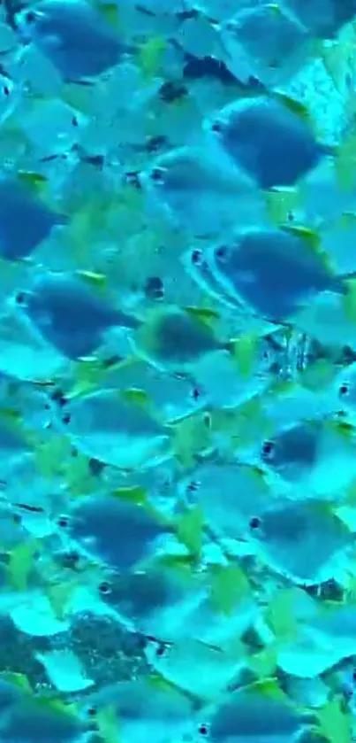 Vibrant blue fish swimming in a mesmerizing pattern.