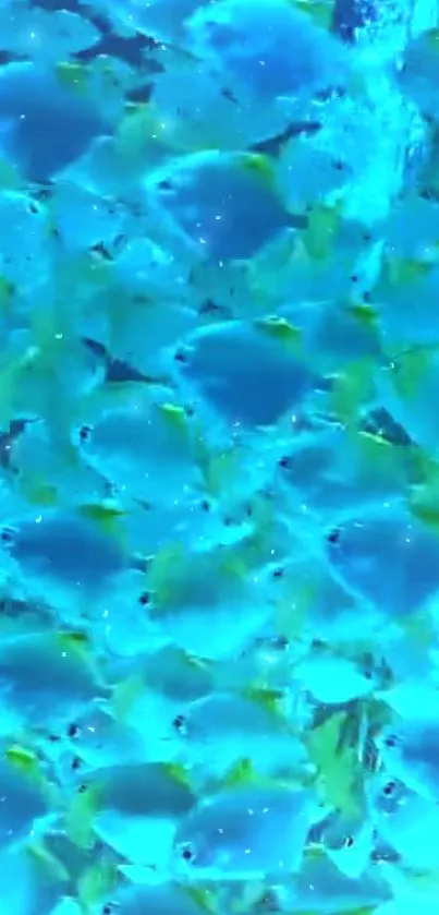 Vibrant school of blue fish underwater.