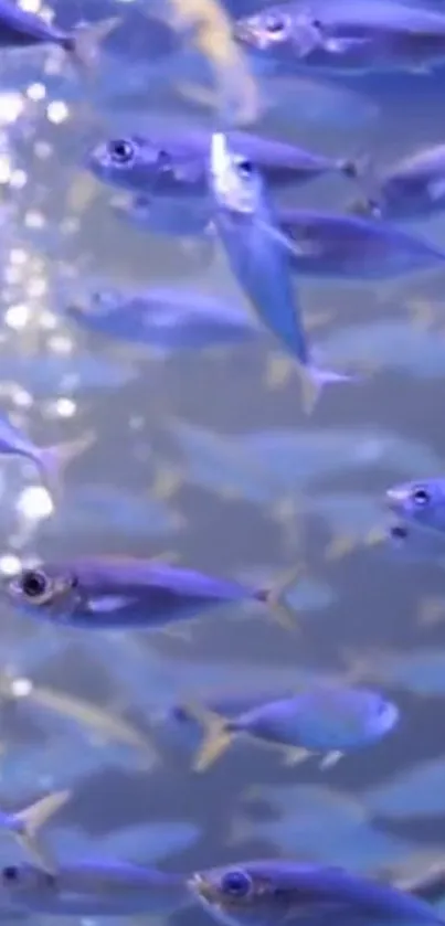 Vibrant blue fish swimming in an underwater scene.