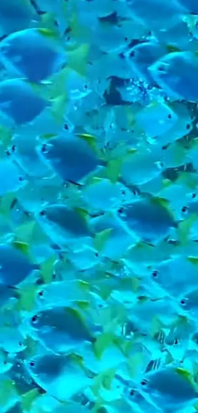 Vibrant school of blue fish swimming underwater