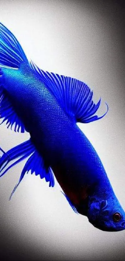 Vibrant blue betta fish against a gradient background.