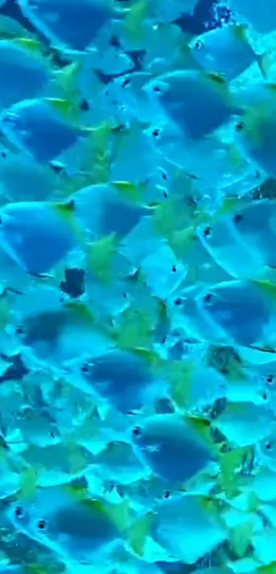 A school of vibrant blue fish swimming in the ocean, creating a mesmerizing background.