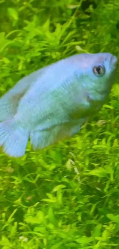 Blue fish swimming in lush green aquatic background wallpaper.