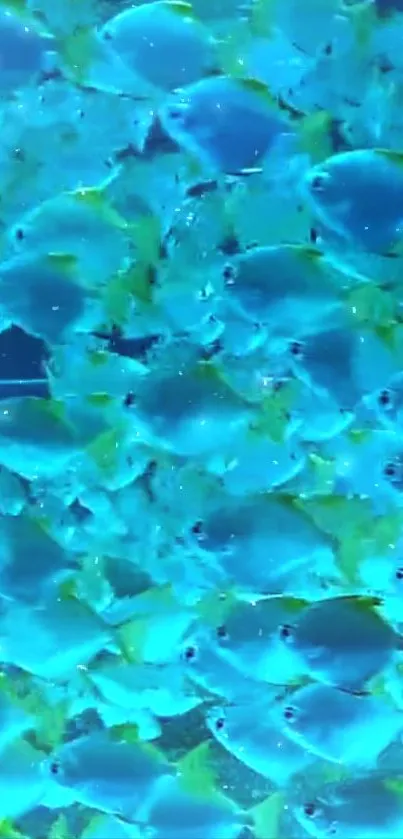 Vibrant blue fish swimming in a serene, underwater scene.