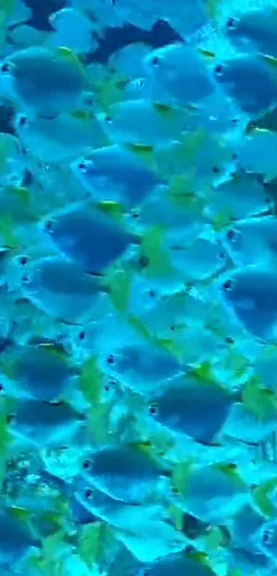 Wallpaper of vibrant school of blue fish underwater.