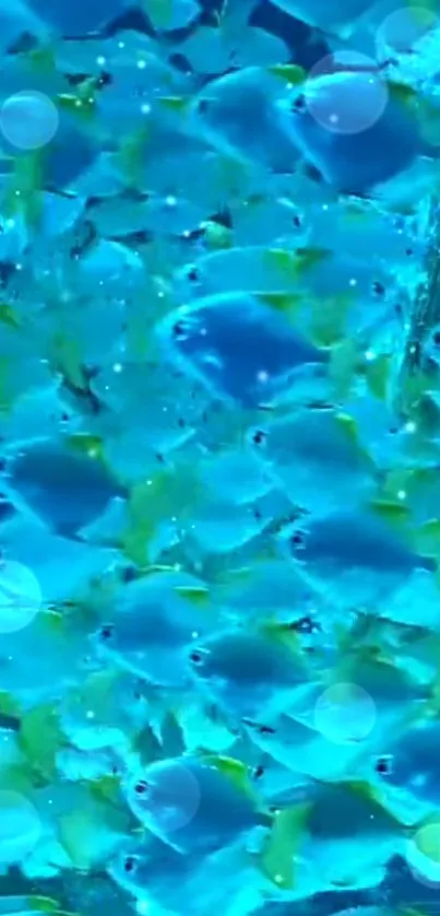 Vibrant school of blue fish in ocean wallpaper.