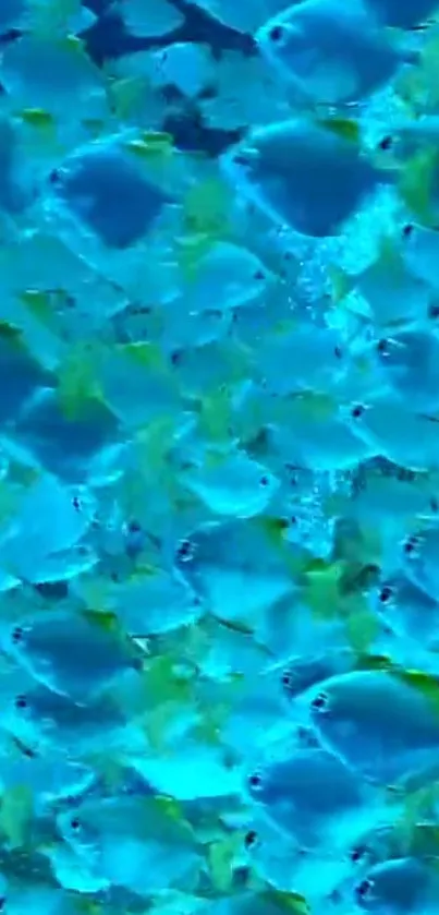 A vibrant wallpaper with blue fish swimming underwater.