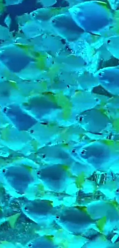 Vibrant school of blue fish in an underwater scene.