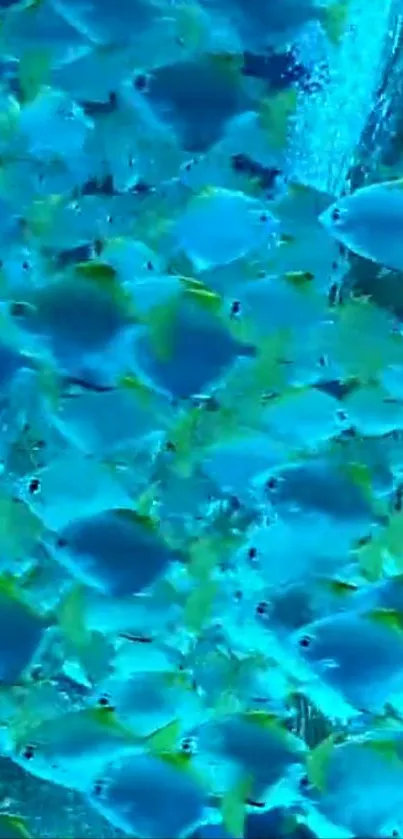 Vibrant blue fish swimming in harmony, creating an underwater scene.