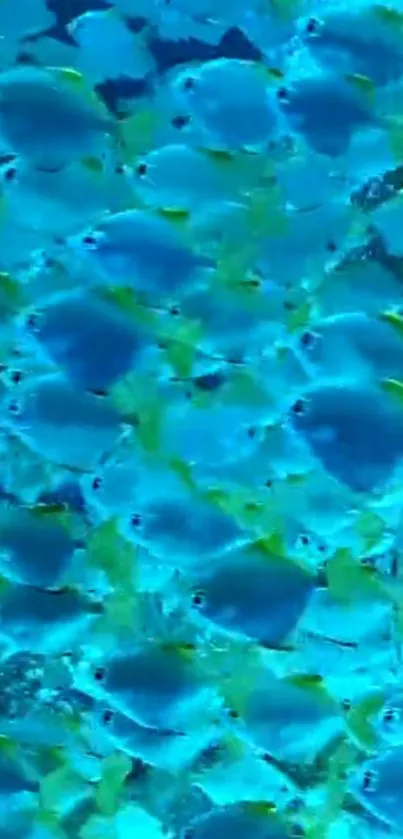 Vibrant school of blue fish swimming in the ocean.