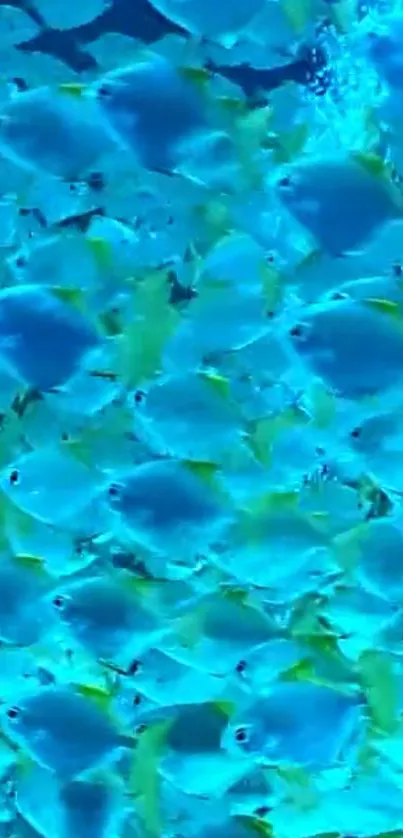 Vibrant blue fish swim in a lively school.