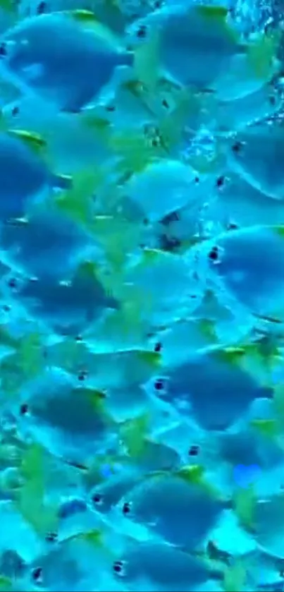 A vibrant school of blue fish swimming underwater.