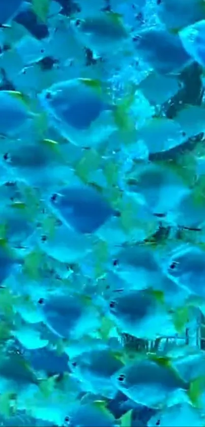 Vibrant blue fish swimming in serene ocean wallpaper.