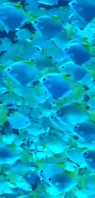 Vibrant underwater wallpaper with blue fish