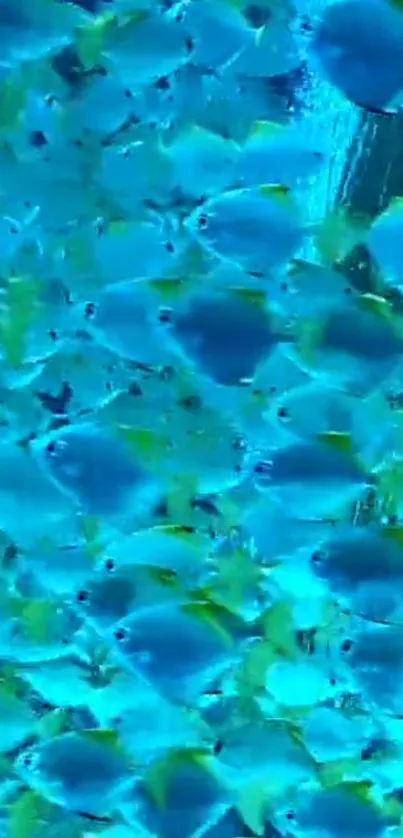 Vibrant blue fish swim in an underwater scene.