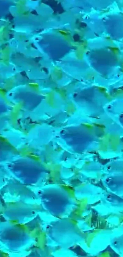 Vibrant school of blue fish in turquoise waters wallpaper.