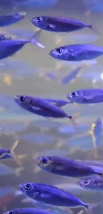 School of blue fish swimming in clear water.