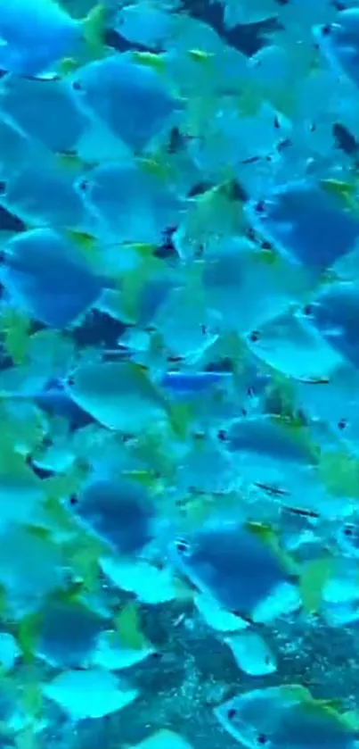 Mobile wallpaper of vibrant blue fish underwater.