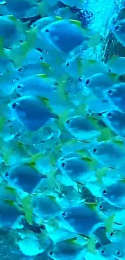 A school of vibrant blue fish swimming underwater, creating a tranquil scene.