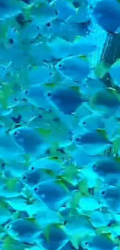 Vibrant blue fish swimming underwater, creating an ocean-themed mobile wallpaper.