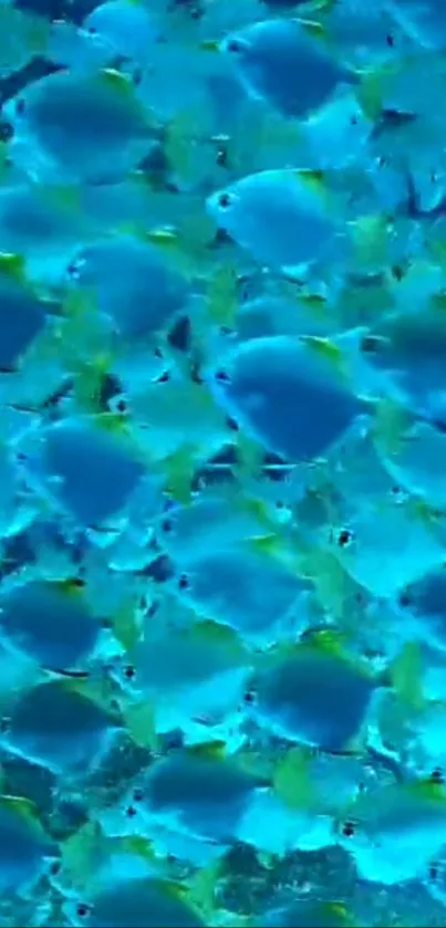 A vibrant underwater scene with blue tropical fish swarming.