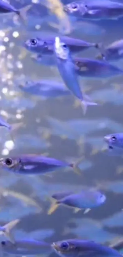 A lively school of blue fish swimming underwater.