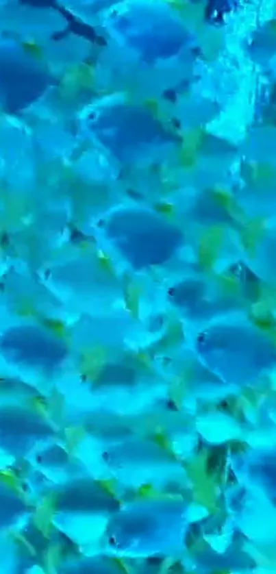 Vibrant blue fish swimming in clear water, creating a calming aquatic scene.