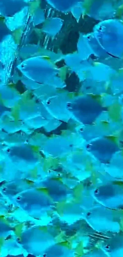 Vibrant blue fish swimming in ocean wallpaper.