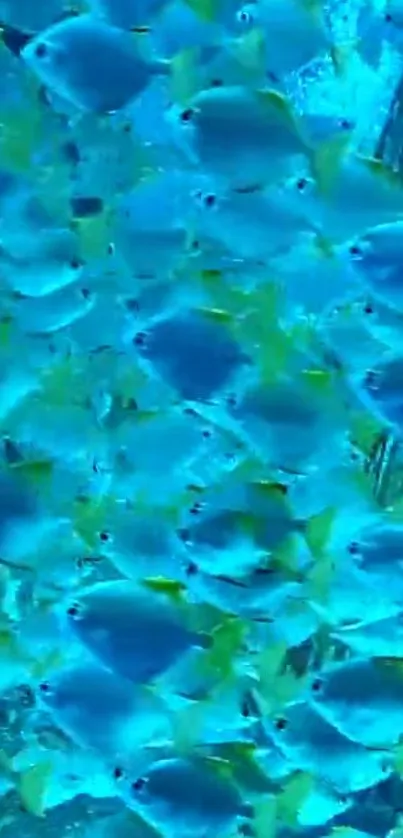 Vibrant blue fish swimming in a stunning underwater scene.