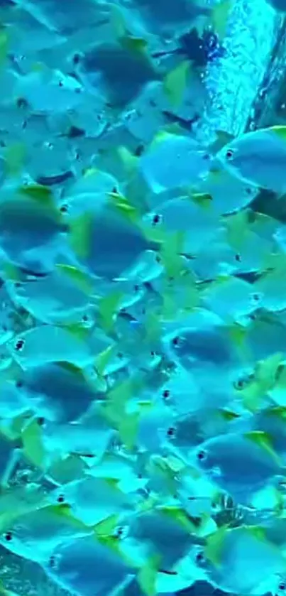 Vibrant blue fish swimming underwater, creating a lively and colorful scene.