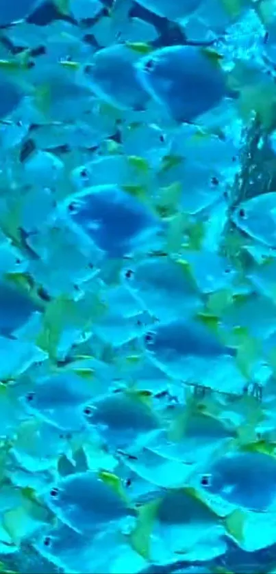 School of vibrant blue fish swimming in the ocean.