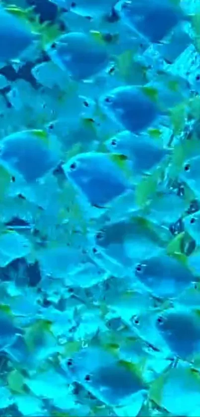 Vibrant school of blue and yellow tropical fish in the ocean.