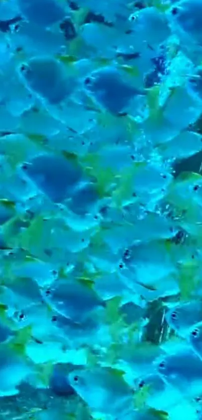 School of vibrant blue fish swimming in the ocean.