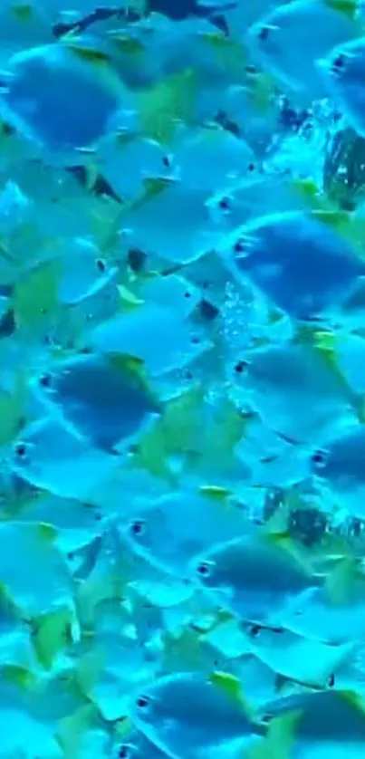 A vibrant school of blue fish swimming in the ocean.