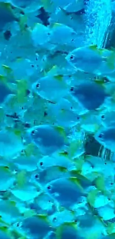 Vibrant wallpaper of blue fish in the ocean