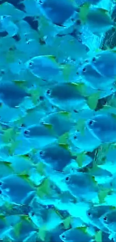 Vibrant blue fish swimming underwater wallpaper.