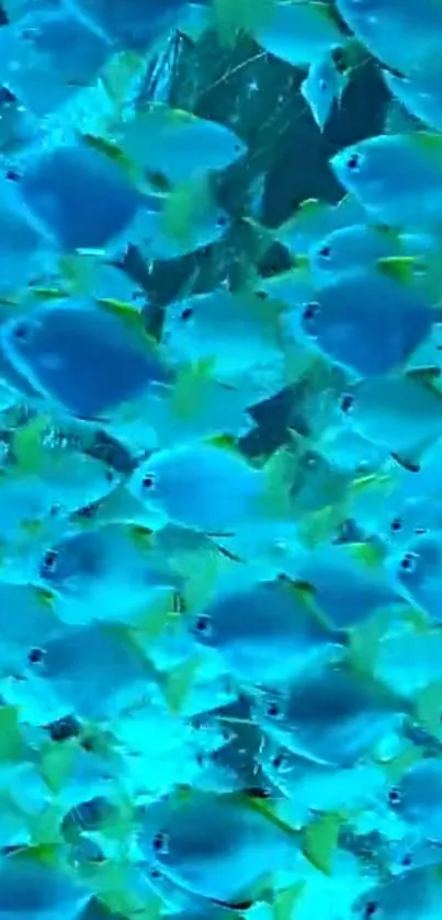 Vibrant school of blue fish underwater.