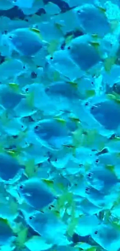 Vibrant blue fish wallpaper featuring serene aquatic life.