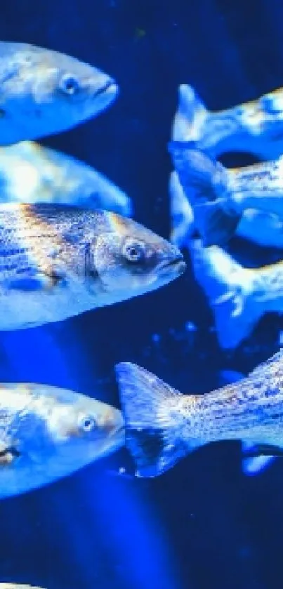 Bright blue fish swimming in a vibrant underwater scene.